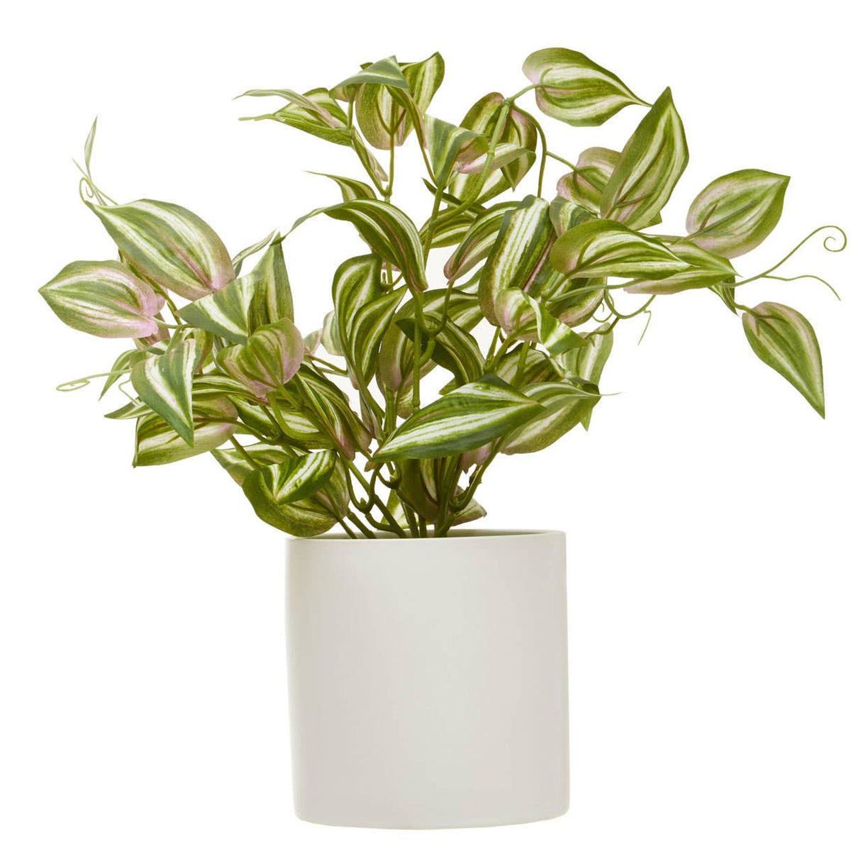 Fiori Inch Plant