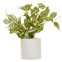 Fiori Inch Plant