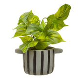 Fiori Devils Ivy