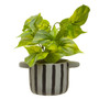 Fiori Devils Ivy