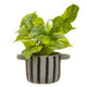 Fiori Devils Ivy