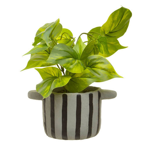 Fiori Devils Ivy