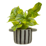 Fiori Devils Ivy