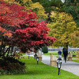 Victorian traditional cast iron pedestal light 1.1m (H008)