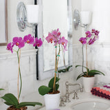 Shelly Polished Chrome Wall Light for Bathrooms